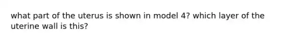 what part of the uterus is shown in model 4? which layer of the uterine wall is this?