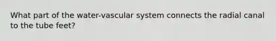 What part of the water-vascular system connects the radial canal to the tube feet?