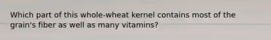 Which part of this whole-wheat kernel contains most of the grain's fiber as well as many vitamins?