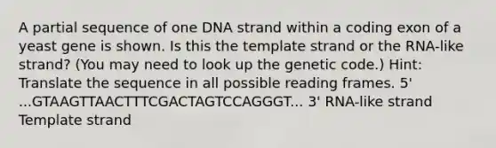 A partial sequence of one DNA strand within a coding exon of a yeast gene is shown. Is this the template strand or the RNA-like strand? (You may need to look up the genetic code.) Hint: Translate the sequence in all possible reading frames. 5' ...GTAAGTTAACTTTCGACTAGTCCAGGGT... 3' RNA-like strand Template strand