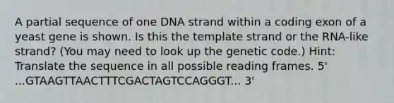 A partial sequence of one DNA strand within a coding exon of a yeast gene is shown. Is this the template strand or the RNA-like strand? (You may need to look up the genetic code.) Hint: Translate the sequence in all possible reading frames. 5' ...GTAAGTTAACTTTCGACTAGTCCAGGGT... 3'