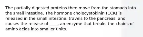 The partially digested proteins then move from the stomach into the small intestine. The hormone cholecystokinin (CCK) is released in the small intestine, travels to the pancreas, and causes the release of ____, an enzyme that breaks the chains of amino acids into smaller units.