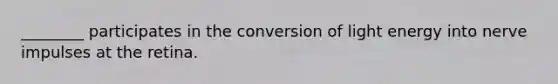 ________ participates in the conversion of light energy into nerve impulses at the retina.