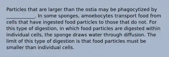 Particles that are larger than the ostia may be phagocytized by ____________. In some sponges, amoebocytes transport food from cells that have ingested food particles to those that do not. For this type of digestion, in which food particles are digested within individual cells, the sponge draws water through diffusion. The limit of this type of digestion is that food particles must be smaller than individual cells.