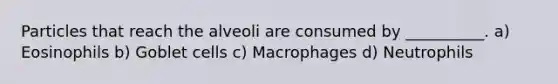 Particles that reach the alveoli are consumed by __________. a) Eosinophils b) Goblet cells c) Macrophages d) Neutrophils