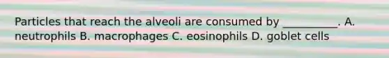 Particles that reach the alveoli are consumed by __________. A. neutrophils B. macrophages C. eosinophils D. goblet cells