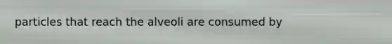 particles that reach the alveoli are consumed by