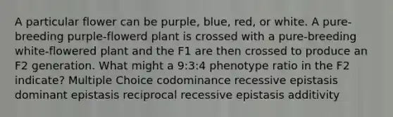 A particular flower can be purple, blue, red, or white. A pure-breeding purple-flowerd plant is crossed with a pure-breeding white-flowered plant and the F1 are then crossed to produce an F2 generation. What might a 9:3:4 phenotype ratio in the F2 indicate? Multiple Choice codominance recessive epistasis dominant epistasis reciprocal recessive epistasis additivity