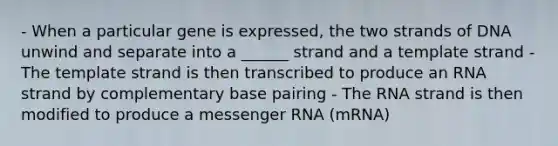 - When a particular gene is expressed, the two strands of DNA unwind and separate into a ______ strand and a template strand - The template strand is then transcribed to produce an RNA strand by complementary base pairing - The RNA strand is then modified to produce a messenger RNA (mRNA)