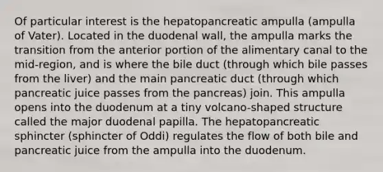 Of particular interest is the hepatopancreatic ampulla (ampulla of Vater). Located in the duodenal wall, the ampulla marks the transition from the anterior portion of the alimentary canal to the mid-region, and is where the bile duct (through which bile passes from the liver) and the main pancreatic duct (through which pancreatic juice passes from the pancreas) join. This ampulla opens into the duodenum at a tiny volcano-shaped structure called the major duodenal papilla. The hepatopancreatic sphincter (sphincter of Oddi) regulates the flow of both bile and pancreatic juice from the ampulla into the duodenum.