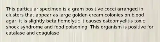 This particular specimen is a gram positive cocci arranged in clusters that appear as large golden cream colonies on blood agar, it is slightly beta hemolytic it causes osteomyelitis toxic shock syndrome and food poisoning. This organism is positive for catalase and coagulase