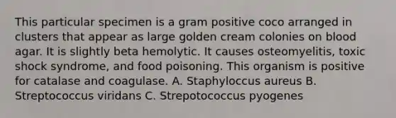 This particular specimen is a gram positive coco arranged in clusters that appear as large golden cream colonies on blood agar. It is slightly beta hemolytic. It causes osteomyelitis, toxic shock syndrome, and food poisoning. This organism is positive for catalase and coagulase. A. Staphyloccus aureus B. Streptococcus viridans C. Strepotococcus pyogenes