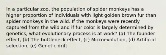 In a particular zoo, the population of spider monkeys has a higher proportion of individuals with light golden brown fur than spider monkeys in the wild. If the monkeys were recently captured from the wild and if fur color is largely determined by genetics, what evolutionary process is at work? (a) The founder effect, (b) The bottleneck effect, (c) Microevolution, (d) Artificial selection, (e) Genetic drift