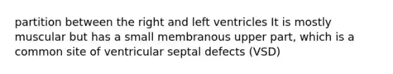 partition between the right and left ventricles It is mostly muscular but has a small membranous upper part, which is a common site of ventricular septal defects (VSD)