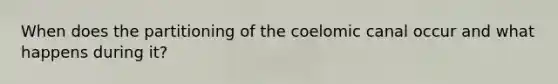 When does the partitioning of the coelomic canal occur and what happens during it?