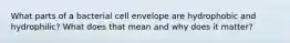 What parts of a bacterial cell envelope are hydrophobic and hydrophilic? What does that mean and why does it matter?