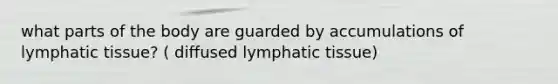 what parts of the body are guarded by accumulations of lymphatic tissue? ( diffused lymphatic tissue)