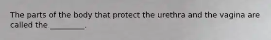 The parts of the body that protect the urethra and the vagina are called the _________.