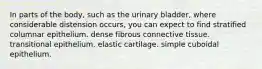 In parts of the body, such as the urinary bladder, where considerable distension occurs, you can expect to find stratified columnar epithelium. dense fibrous connective tissue. transitional epithelium. elastic cartilage. simple cuboidal epithelium.