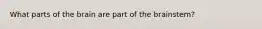 What parts of the brain are part of the brainstem?