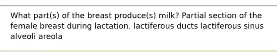 What part(s) of the breast produce(s) milk? Partial section of the female breast during lactation. lactiferous ducts lactiferous sinus alveoli areola