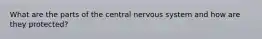 What are the parts of the central nervous system and how are they protected?