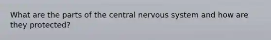 What are the parts of the central nervous system and how are they protected?