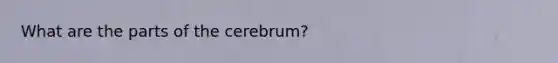 What are the parts of the cerebrum?