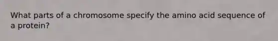 What parts of a chromosome specify the amino acid sequence of a protein?