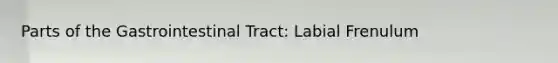 Parts of the Gastrointestinal Tract: Labial Frenulum