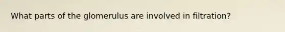 What parts of the glomerulus are involved in filtration?