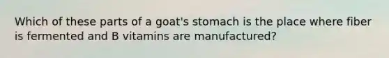 Which of these parts of a goat's stomach is the place where fiber is fermented and B vitamins are manufactured?