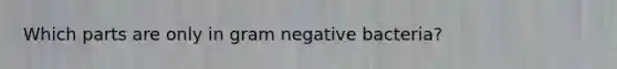 Which parts are only in gram negative bacteria?