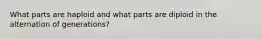 What parts are haploid and what parts are diploid in the alternation of generations?