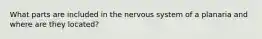 What parts are included in the nervous system of a planaria and where are they located?