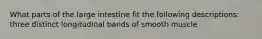 What parts of the large intestine fit the following descriptions: three distinct longitudinal bands of smooth muscle