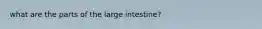 what are the parts of the large intestine?