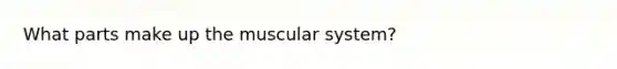 What parts make up the muscular system?