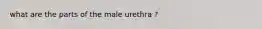 what are the parts of the male urethra ?