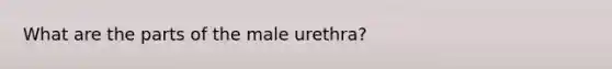 What are the parts of the male urethra?