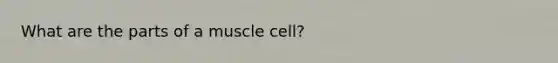 What are the parts of a muscle cell?