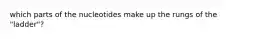 which parts of the nucleotides make up the rungs of the "ladder"?