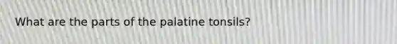 What are the parts of the palatine tonsils?