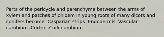 Parts of the pericycle and parenchyma between the arms of xylem and patches of phloem in young roots of many dicots and conifers become -Casparian strips -Endodermis -Vascular cambium -Cortex -Cork cambium