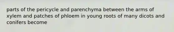 parts of the pericycle and parenchyma between the arms of xylem and patches of phloem in young roots of many dicots and conifers become