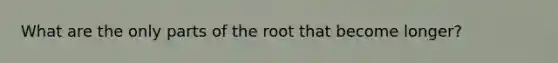 What are the only parts of the root that become longer?