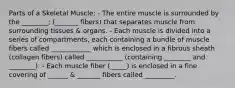 Parts of a Skeletal Muscle: - The entire muscle is surrounded by the ________; (_______ fibers) that separates muscle from surrounding tissues & organs. - Each muscle is divided into a series of compartments, each containing a bundle of muscle fibers called ____________ which is enclosed in a fibrous sheath (collagen fibers) called ___________ (containing ________ and ________). - Each muscle fiber (_____) is enclosed in a fine covering of ______ & _______ fibers called _________.