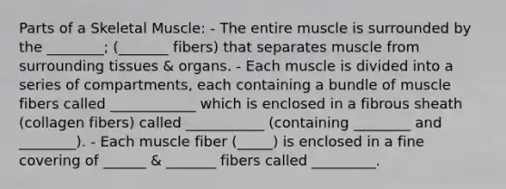 Parts of a Skeletal Muscle: - The entire muscle is surrounded by the ________; (_______ fibers) that separates muscle from surrounding tissues & organs. - Each muscle is divided into a series of compartments, each containing a bundle of muscle fibers called ____________ which is enclosed in a fibrous sheath (collagen fibers) called ___________ (containing ________ and ________). - Each muscle fiber (_____) is enclosed in a fine covering of ______ & _______ fibers called _________.