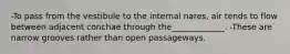 -To pass from the vestibule to the internal nares, air tends to flow between adjacent conchae through the_____________. -These are narrow grooves rather than open passageways.