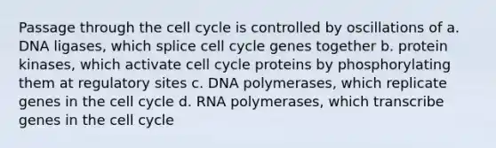 Passage through the cell cycle is controlled by oscillations of a. DNA ligases, which splice cell cycle genes together b. protein kinases, which activate cell cycle proteins by phosphorylating them at regulatory sites c. DNA polymerases, which replicate genes in the cell cycle d. RNA polymerases, which transcribe genes in the cell cycle